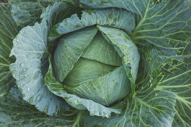 cabbage, vegetable, kale
