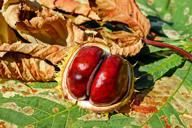 chestnut, fall, buckeye