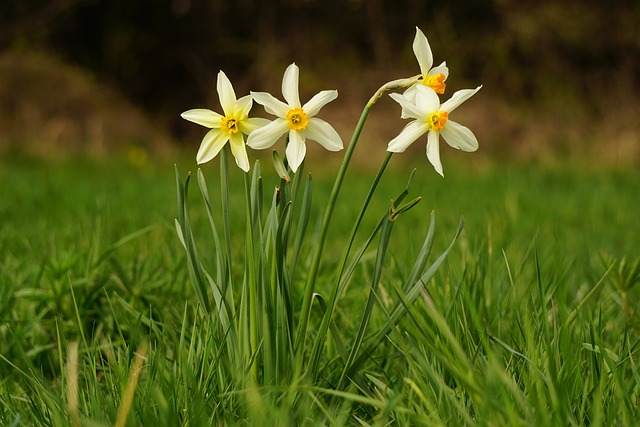 flowers, daffodils, spring